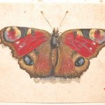 A Peacock Butterfly (Vanessa io), one of 179 drawings from the 1637 album