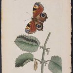 Shaw & Nodder - Peacock Butterfly