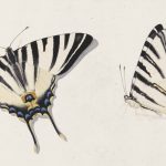 George Jacobus Johannes van Os (Amsterdam 1805-1841) Two studies of swallowtail butterflies