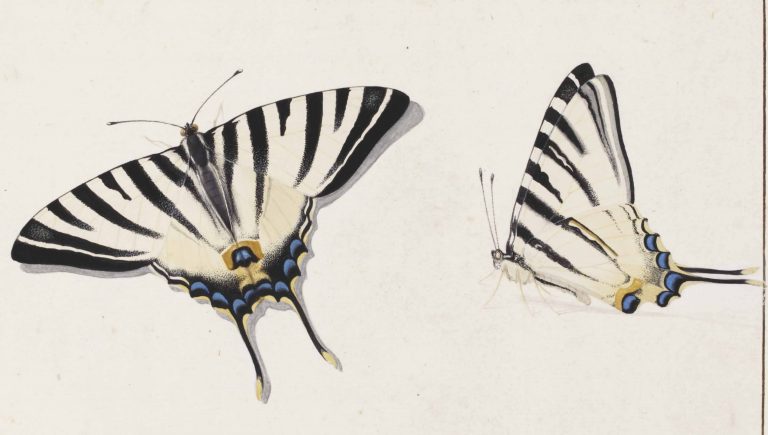 George Jacobus Johannes van Os (Amsterdam 1805-1841) Two studies of swallowtail butterflies